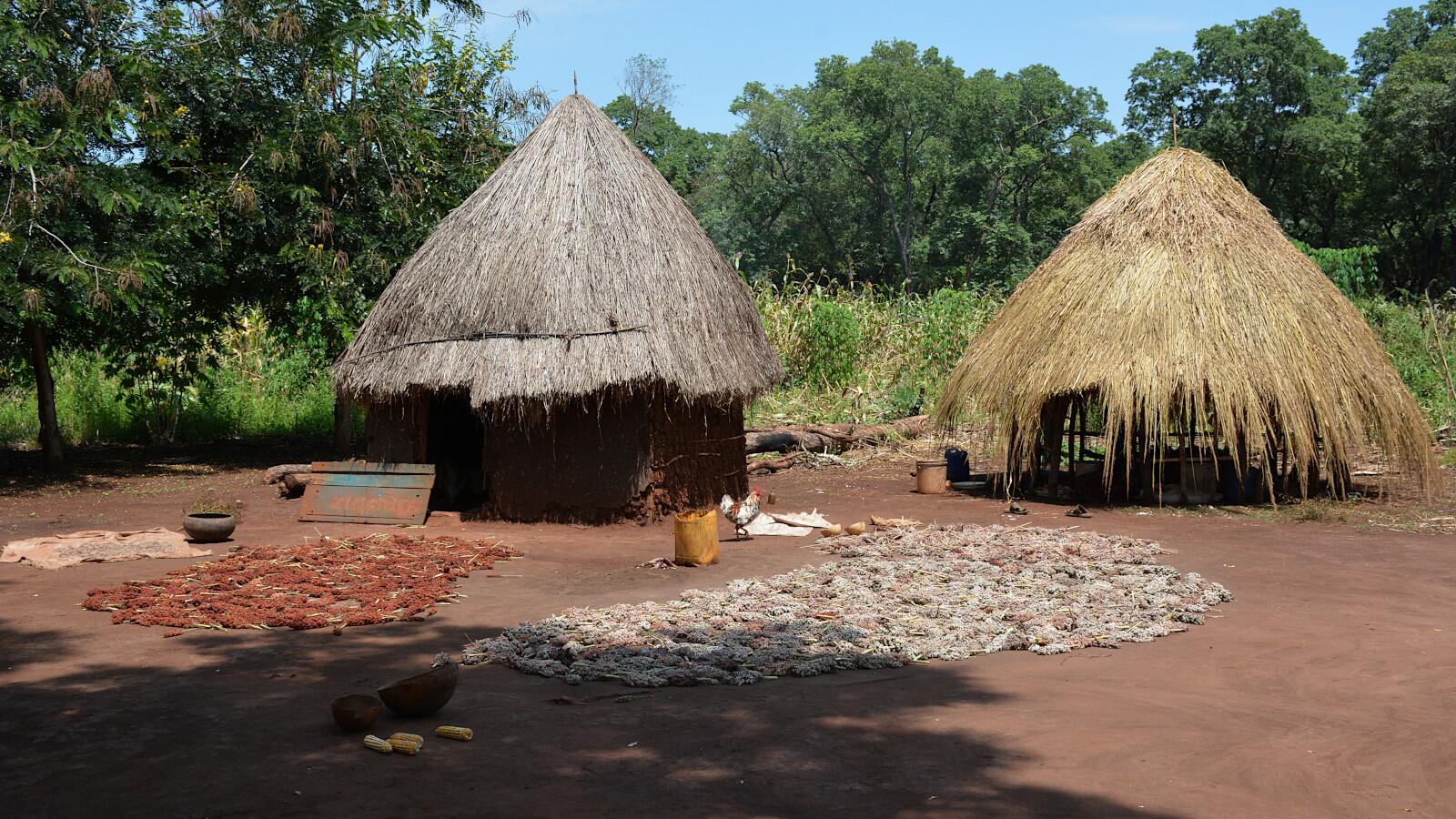 Opo village drying sorghum