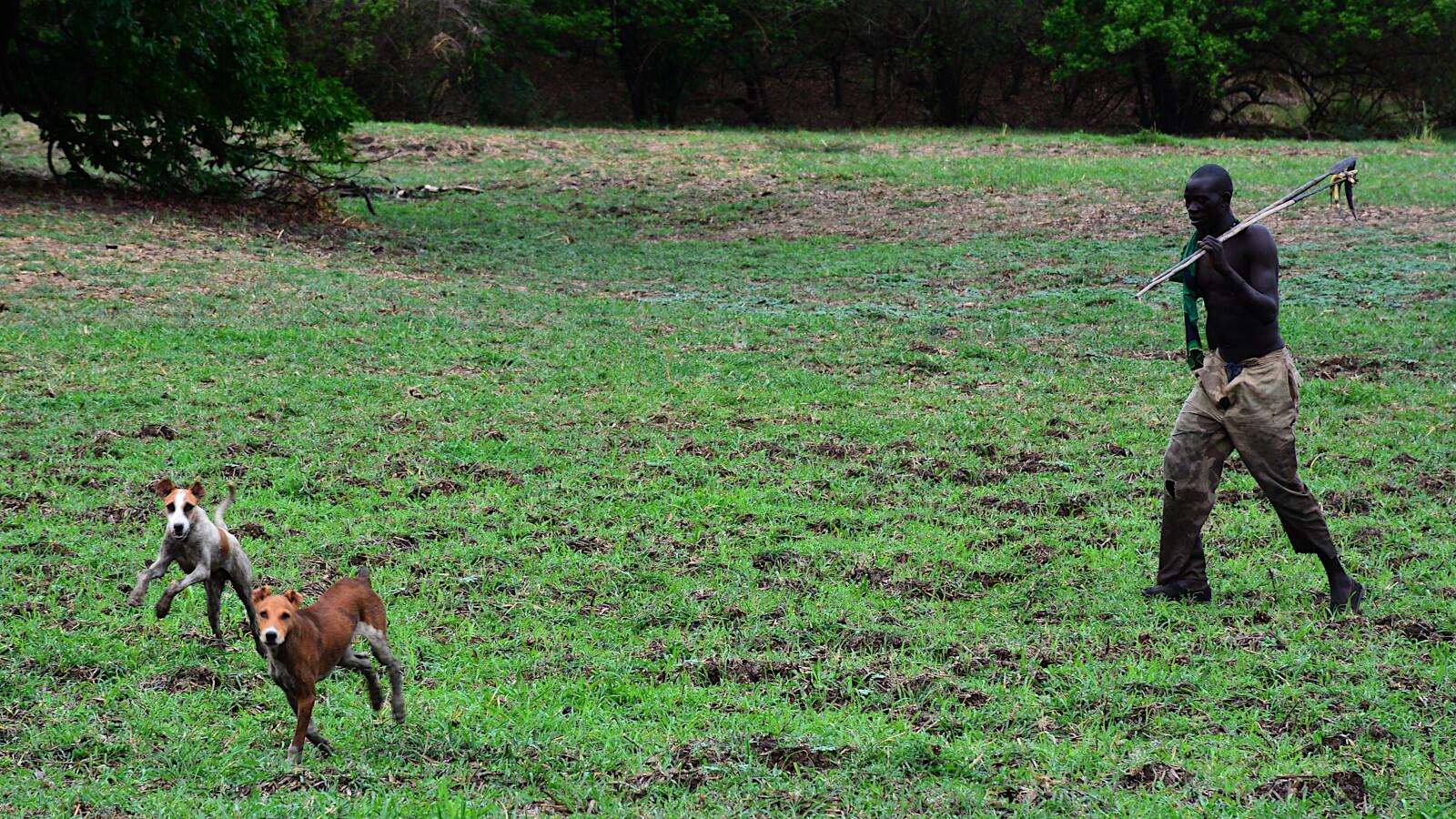Opo man hunting with his dogs.